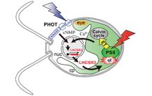 A blue-light photoreceptor mediates the feedback regulation of photosynthesis