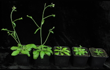Arabidopsis thaliana, a plant model for the study of metal detoxification