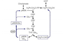 Folate recycling reactions in plants