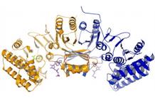 Détermination de la structure d'une enzyme essentielle à la synthèse des acides aminés