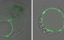 A proteomic dissection of Arabidopsis thaliana vacuoles isolated from cell culture