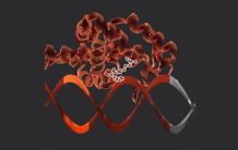 Assemblage du facteur de transcription LEAFY sur l'ADN