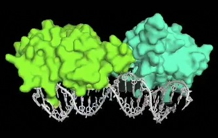 LFY DNA binding