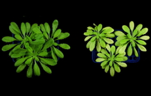 The yin-yang effect of uranium in Arabidopsis thaliana
