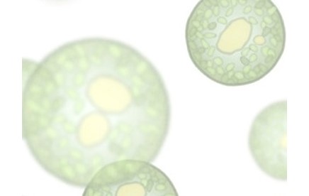 iMgadit23 : nouvel outil permettant de modéliser le métabolisme lipidique