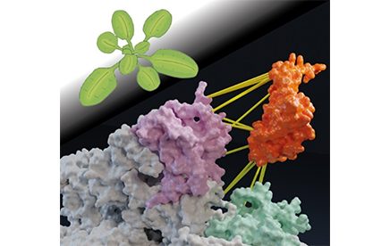Nouvelle stratégie révélant l’organisation des protéines au sein de membranes photosynthétiques