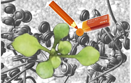 Une preuve de concept pour l’édition épigénétique chez les plantes 