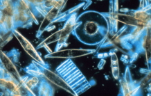 Genetic flexibility of diatom nitrogen transporters in response to environmental changes