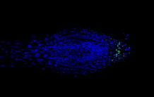 Live single cell transcriptional dynamics