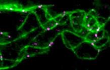 Microtubules : ce qui ne les tue pas les rend plus forts