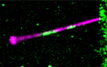 Moteurs moléculaires et autoréparation des microtubules