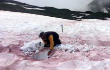 "Blood of the glaciers": How an algae adapts to life in the snow