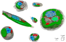 Three-dimensional architectures of phytoplankton for energy metabolism