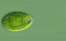 Adaptation de la photosynthèse dans l'algue verte Chlamydomonas reinhardtii