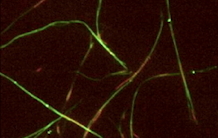 Microtubules et mitose