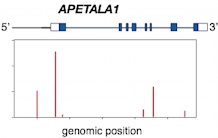 Comment exploiter les séquences des génomes ? Un exemple venu des fleurs