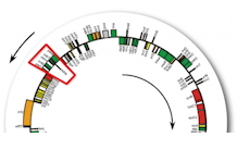 Première caractérisation fonctionnelle d’un ARN anti-sens dans les plastes