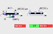New mechanism for regulating the targeting of a protein in several subcellular compartments