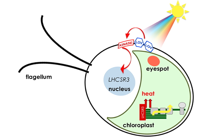 Light-Photosynthesis & Metabolism team