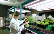 Phytotron at the Plant & Cell Physiology Laboratory